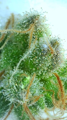 Growreport Bild 9