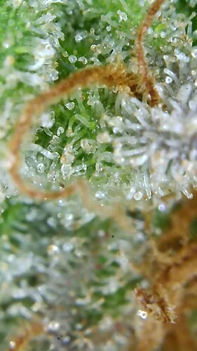 Growreport Bild 53