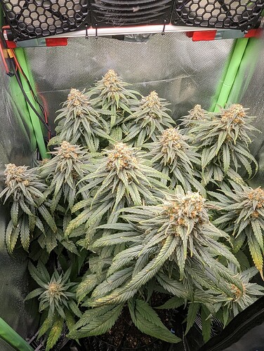 Growreport Bild 8