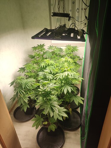 Growreport Bild 26
