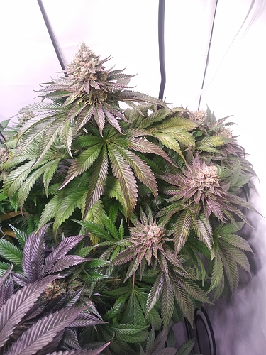 Growreport Bild 4