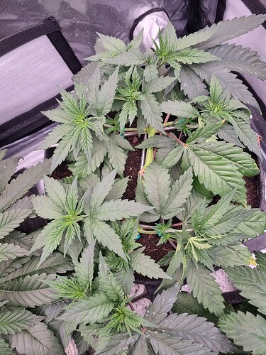 Growreport Bild 70