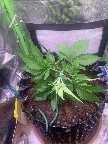 Growreport Bild 1
