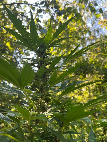 Growreport Bild 6