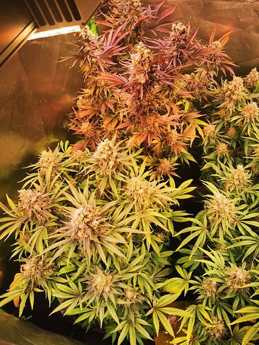 Growreport Bild 3
