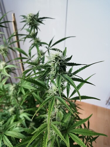 Growreport Bild 41