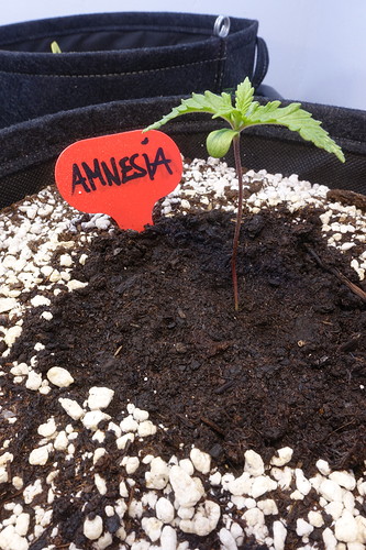 Growreport Bild 4