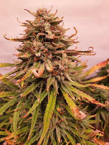 Growreport Bild 6