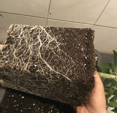 Growreport Bild 17