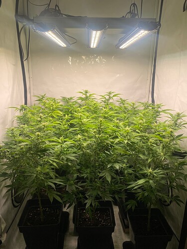 Growreport Bild 4