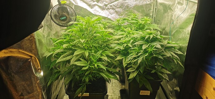 Growreport Bild 5