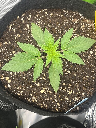 Growreport Bild 51