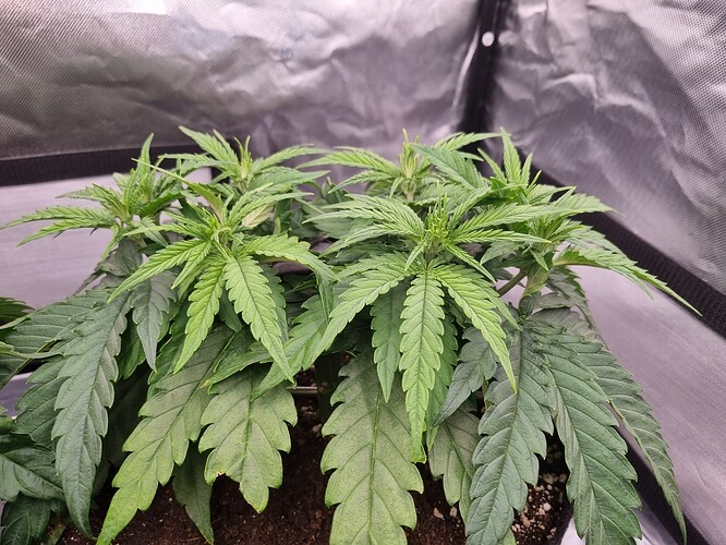 Growreport Bild 13