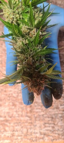 Growreport Bild 27