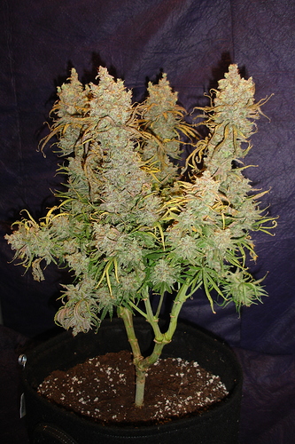 Growreport Bild 42