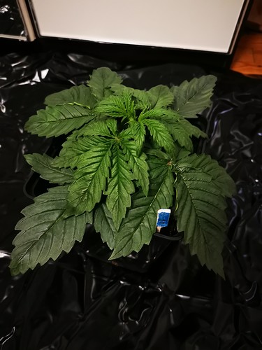 Growreport Bild 13