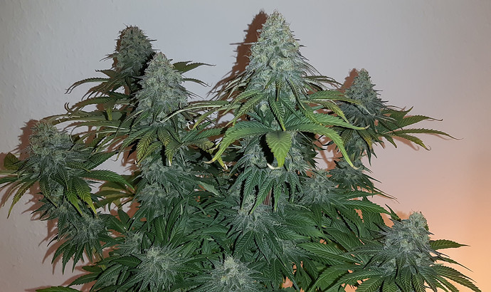 Growreport Bild 6