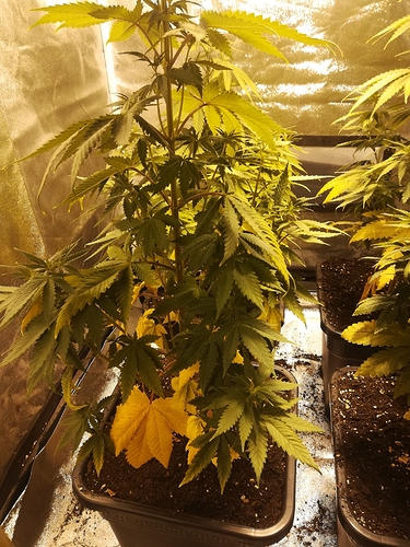 IMG_20200720_1700491