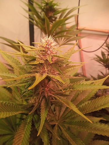 Growreport Bild 59