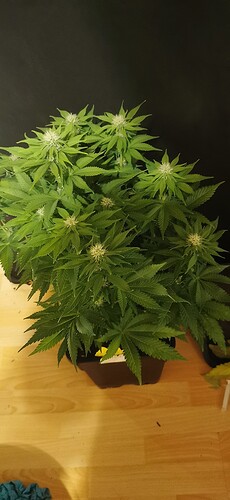 Growreport Bild 17