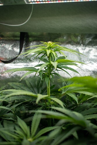 Growreport Bild 4