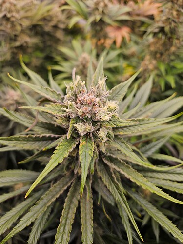 Growreport Bild 67