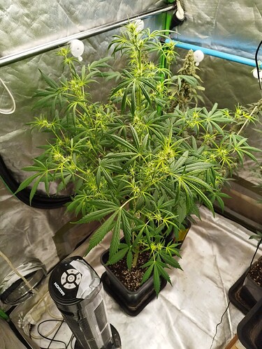 Growreport Bild 1