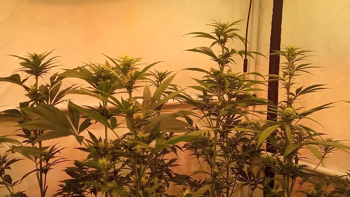 Growreport Bild 65