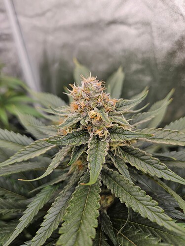 Growreport Bild 34