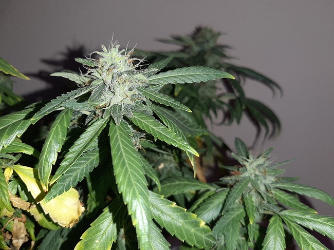 Growreport Bild 3