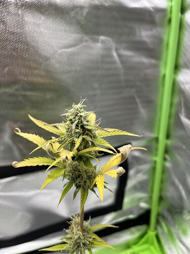 Growreport Bild 9