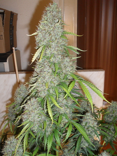 Growreport Bild 11