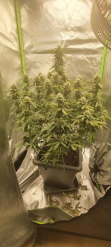 Growreport Bild 5
