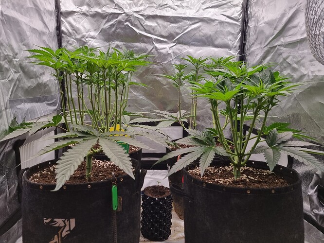 Growreport Bild 29