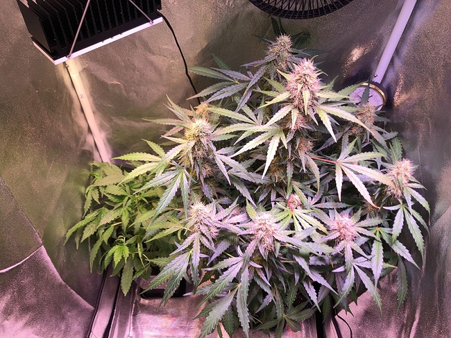 Growreport Bild 9