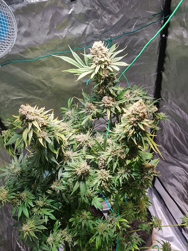 Growreport Bild 20