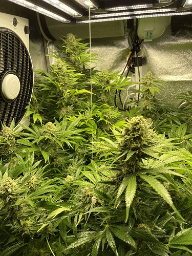 Growreport Bild 5
