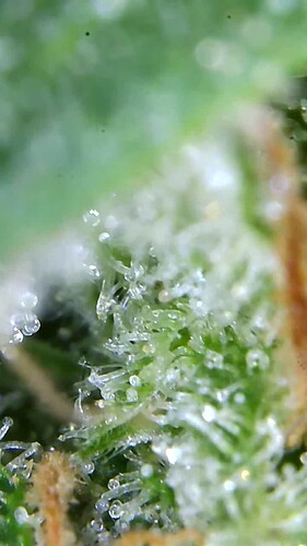 Growreport Bild 55