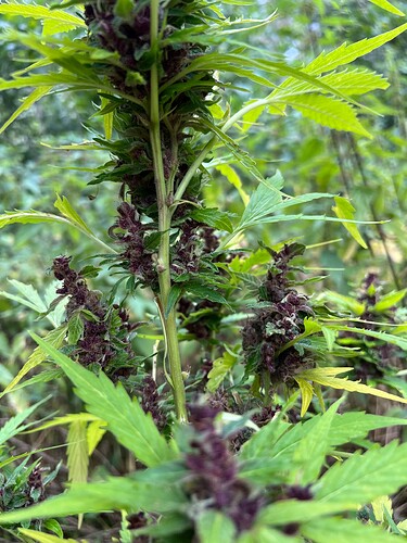 Growreport Bild 4