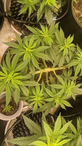 IMG_20231207_230923_951