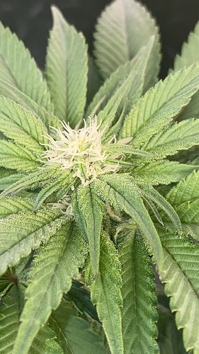Growreport Bild 21