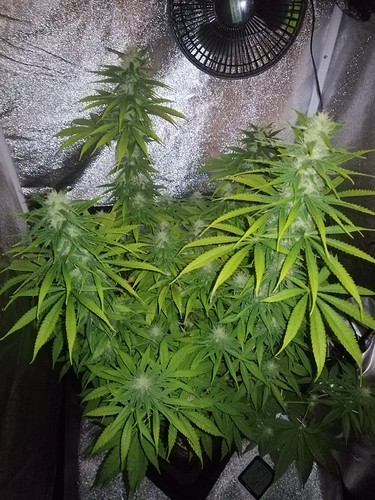 Growreport Bild 1