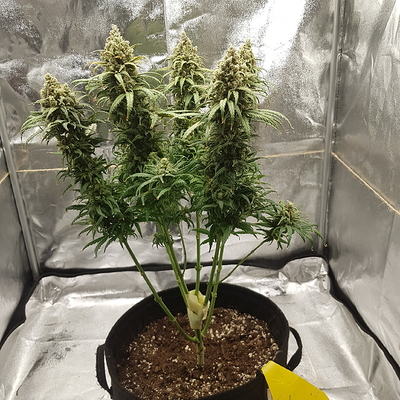 Growreport Bild 5