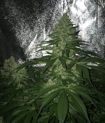 Growreport Bild 3