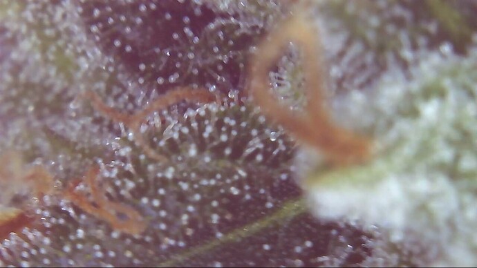 Growreport Bild 1