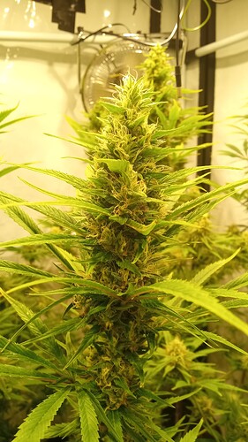 Growreport Bild 10