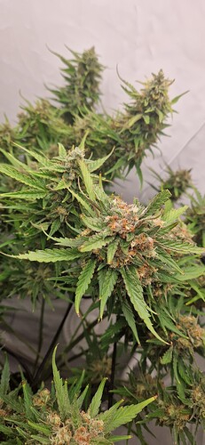 Growreport Bild 3