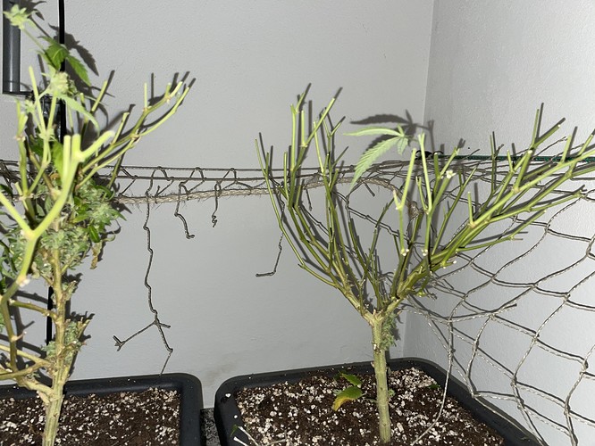 Growreport Bild 29