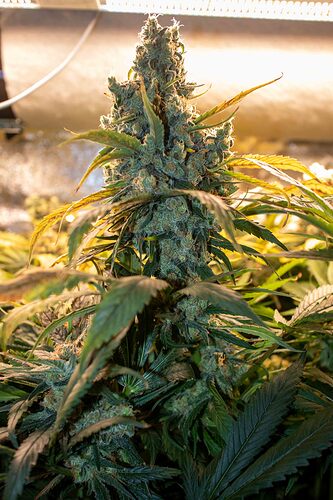 Growreport Bild 9