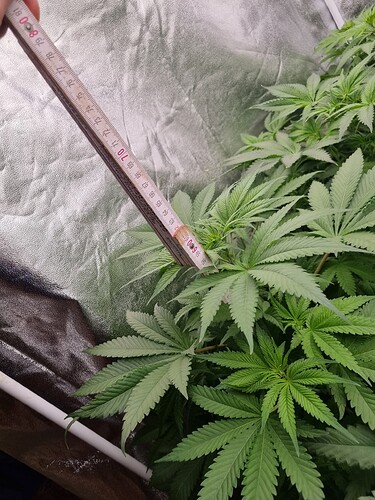 Growreport Bild 15
